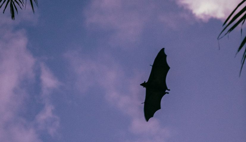 A bat flying 