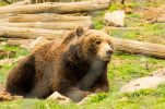 Bear attacks man at Plitvice Lakes