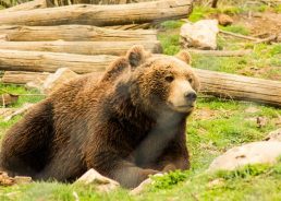 Bear attacks man at Plitvice Lakes