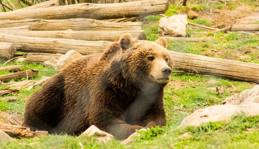 Bear in Croatia 