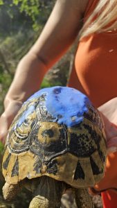 unusual blue turtle Croatia