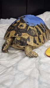 A severely injured Hermann's tortoise