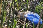 The heart-warming story of the blue tortoise in Croatia