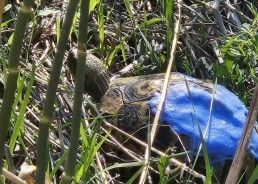 The heart-warming story of the blue tortoise in Croatia