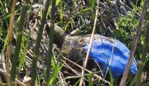 unusual blue turtle Croatia