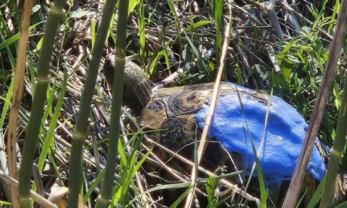 The heart-warming story of the blue tortoise in Croatia