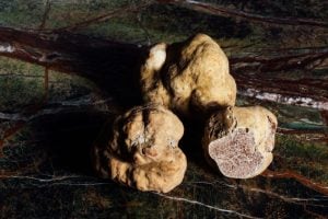 White truffles in istria