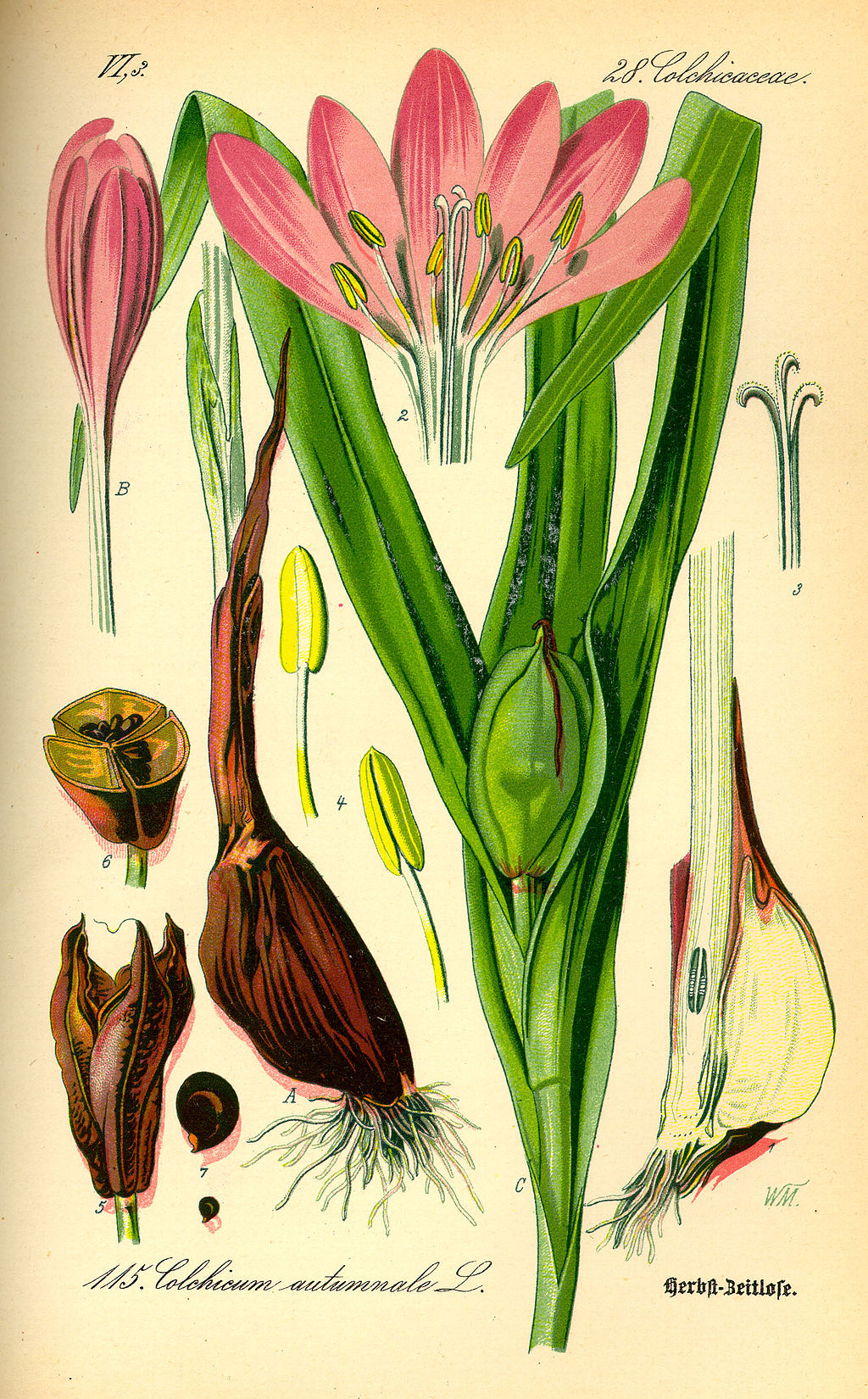 The autumn crocus (Colchicum autumnale)