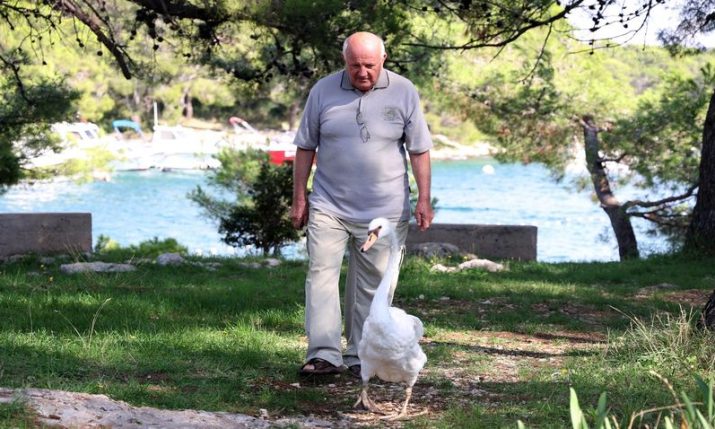 The Croatian man who saved a swan and became inseparable friends