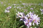 Beware of the autumn crocus plant in Croatia