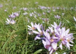 Beware of the autumn crocus plant in Croatia