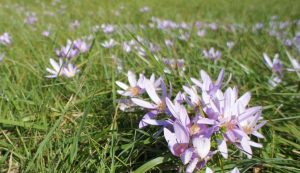 The autumn crocus (Colchicum autumnale)