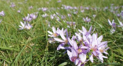 Beware of the autumn crocus plant in Croatia