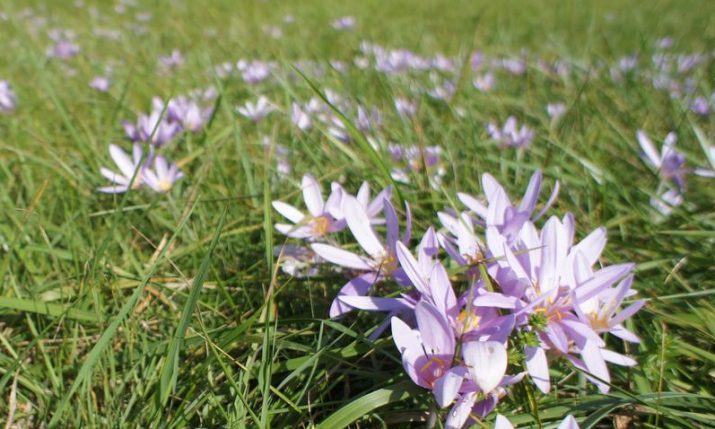 Beware of the autumn crocus plant in Croatia