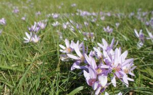 The autumn crocus (Colchicum autumnale)