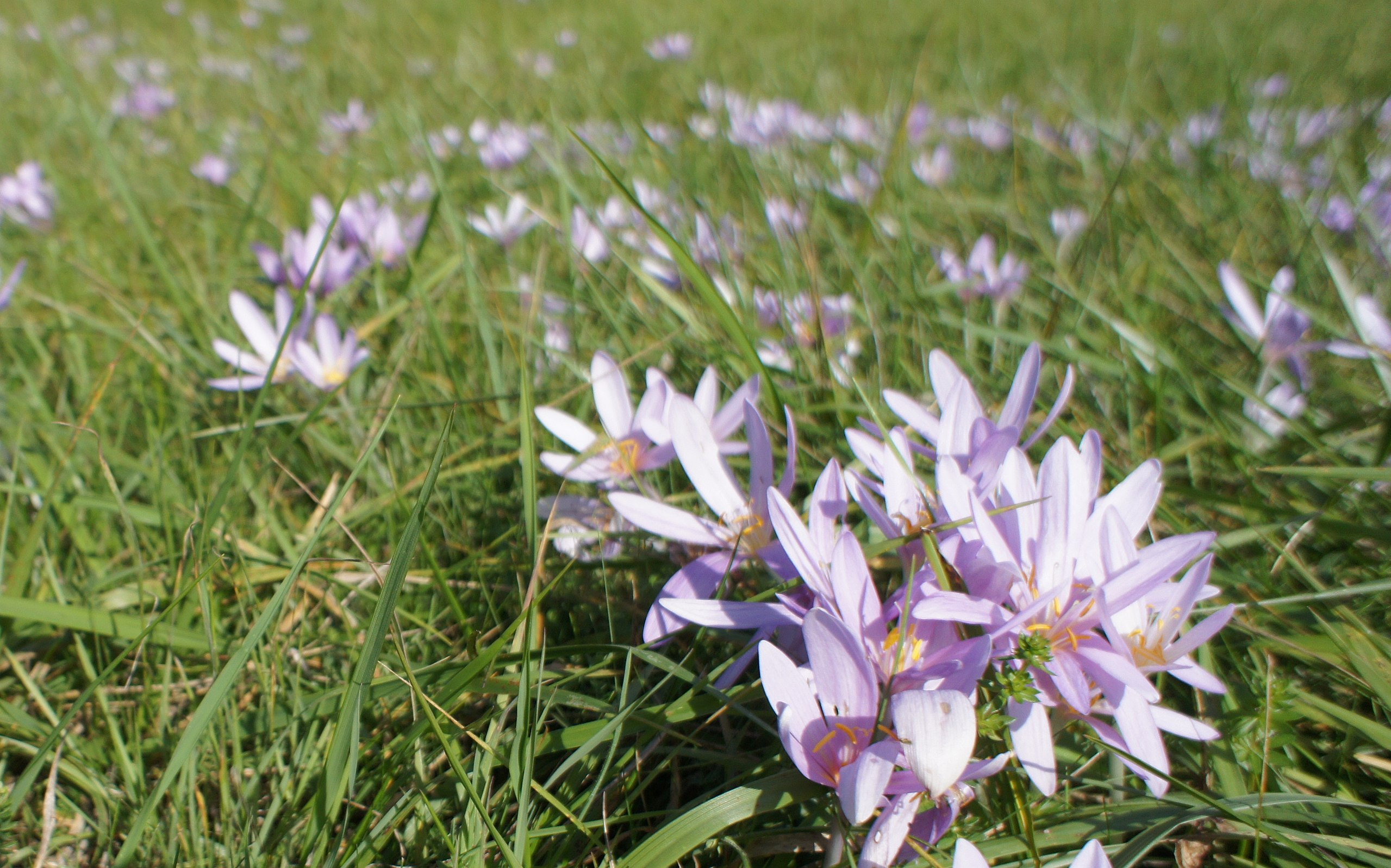 The autumn crocus (Colchicum autumnale)