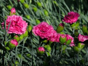 Jabuka island carnations