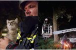 Croatian firefighters rescue kitten stranded for four days