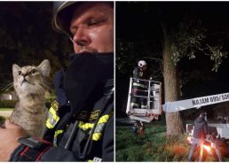 Croatian firefighters rescue kitten stranded for four days