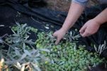 Istria’s very early olive harvest promises top-quality oil