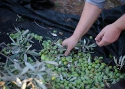 Istria’s very early olive harvest promises top-quality oil