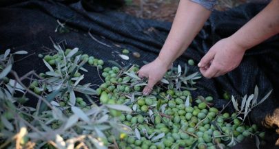 Istria’s very early olive harvest promises top-quality oil