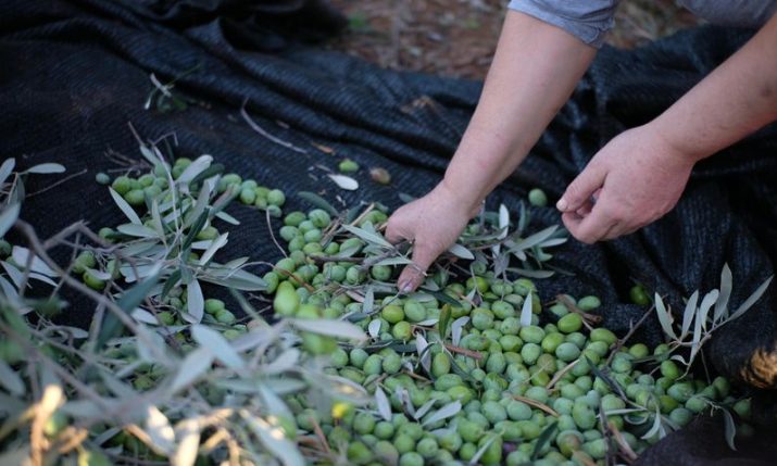 Istria’s very early olive harvest promises top-quality oil