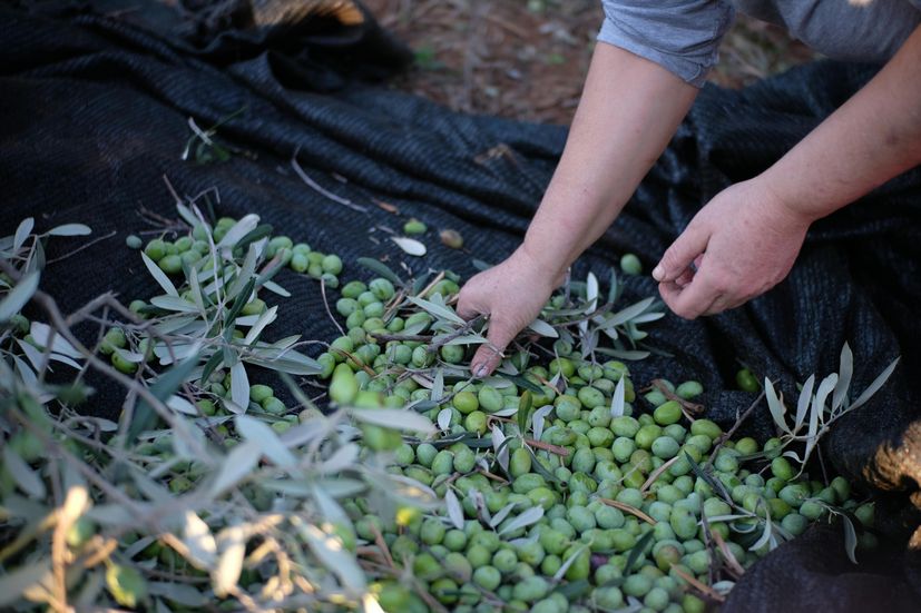 Olive harvest starts early in Istria, top-quality oil promised