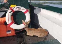 Fawn rescue at Visovac highlights need for responsible visitor behaviour