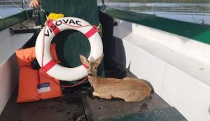 Visovac found a freezing fawn