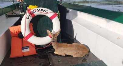 Fawn rescue at Visovac highlights need for responsible visitor behaviour