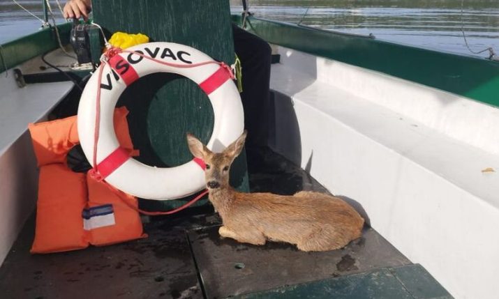 Fawn rescue at Visovac highlights need for responsible visitor behaviour