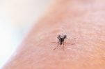 Buzzing beyond summer – mosquito season in Croatia getting longer