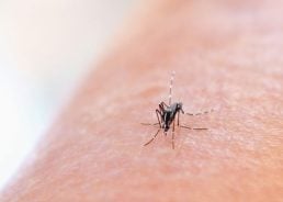 Buzzing beyond summer – mosquito season in Croatia getting longer