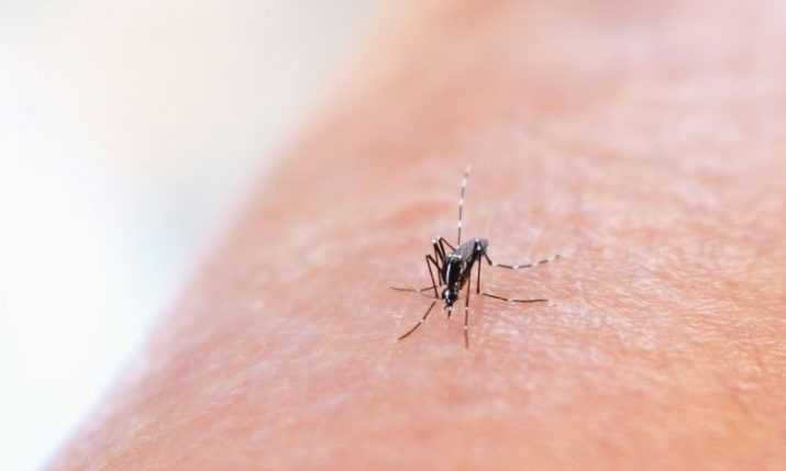 Buzzing beyond summer – mosquito season in Croatia getting longer