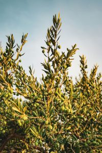 On Croatia’s Istrian peninsula, the olive harvest has started earlier than ever, with promising yields despite a dry summer.