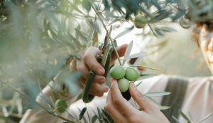 Olive harvest starts early in Istria, top-quality oil promised