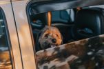 Uber Pet launched in Croatia