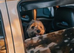 Uber Pet launched in Croatia