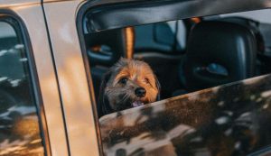 Pet transport services are set to become more popular in Croatia with news that Uber is launching Uber Pet.