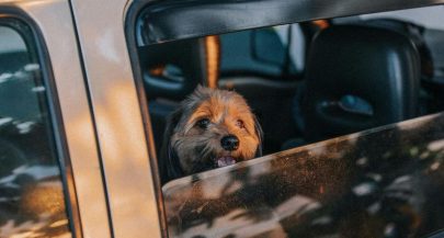 Uber Pet launched in Croatia