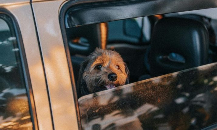 Uber Pet launched in Croatia