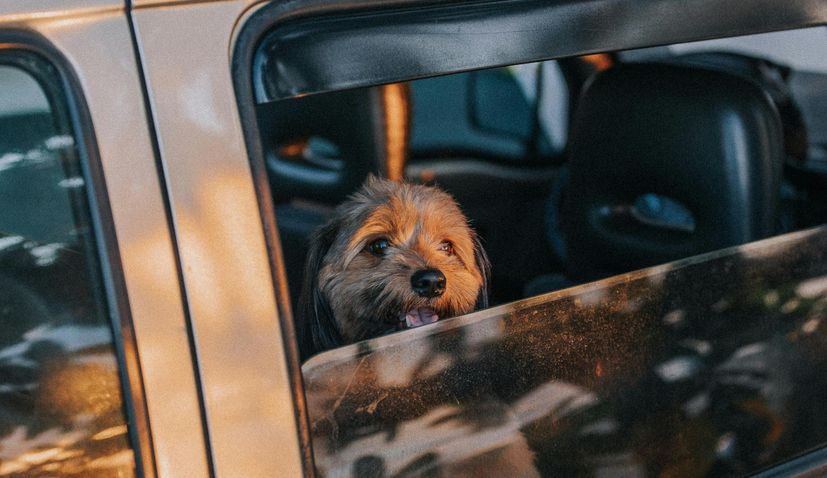 Pet transport services are set to become more popular in Croatia with news that Uber is launching Uber Pet.
