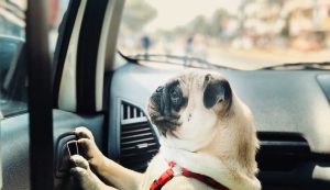 Dog in Car