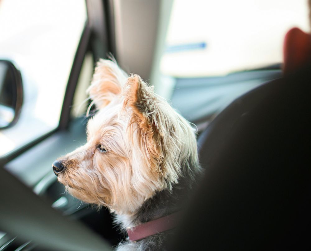 Dog in Car