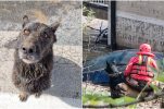 The heroic rescue dog from Korčula helping Bosnian flood victims