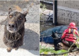 The heroic rescue dog from Korčula helping Bosnian flood victims