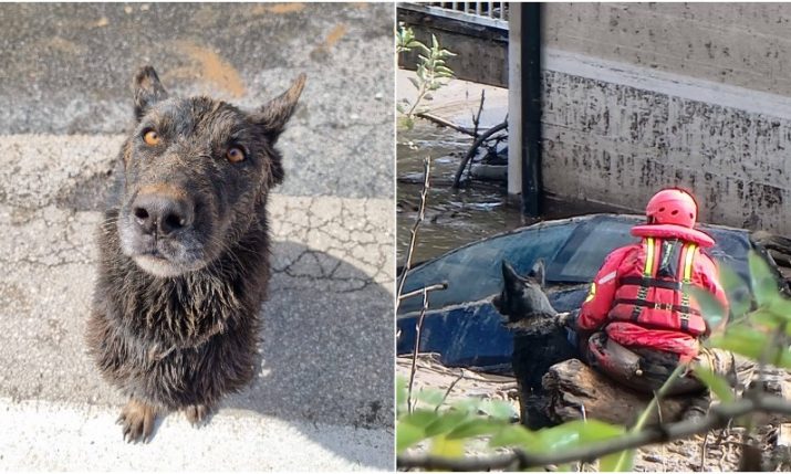 The heroic rescue dog from Korčula helping Bosnian flood victims