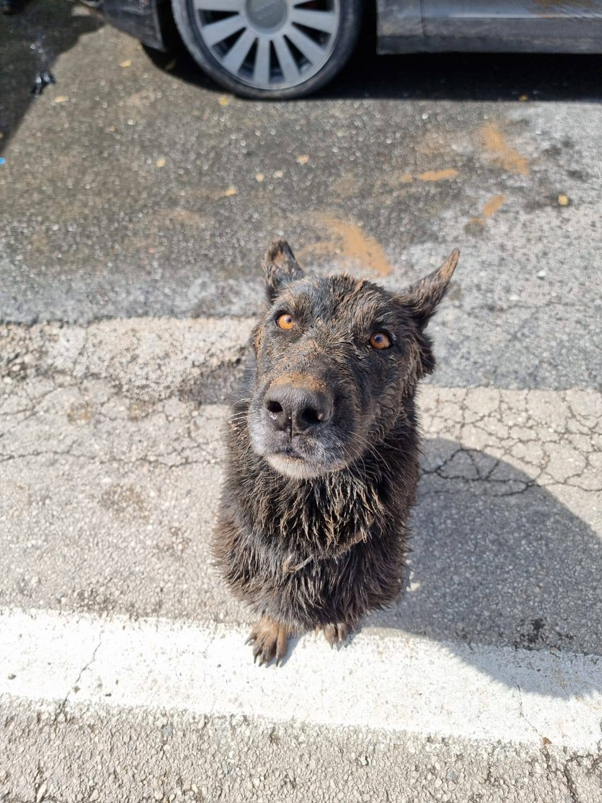 zara rescue dog korcula