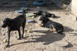 PHOTOS: First dog shelter in Croatia with underfloor heating